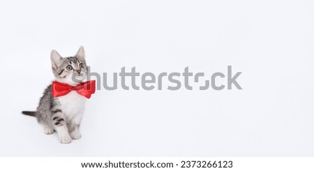 Adorable kitten wearing red ribbon  bow tie looking up. Cute young cat wearing red Christmas bow sitting on white background. Space for text. Greeting card. Poster. Beautiful kitten. 