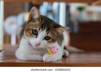 An adorable kitten is wondering about you - Shutterstock ID 2228032415