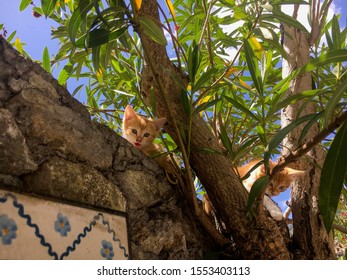 Adorable Kittens in Capri, Italy - Shutterstock ID 1553403113