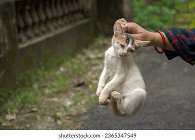 A adorable kittens in hand of a lady. Kittens outdoor. - Shutterstock ID 2365347549