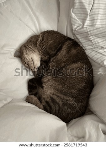 Similar – Image, Stock Photo Snuggled up in bed: long, brown hair covers the sleeping face.