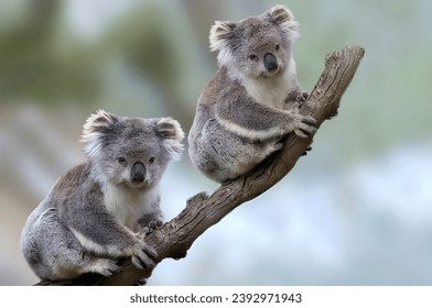 Adorable Koala Sitting on Eucalyptus Tree Branch in Australian Wildlife