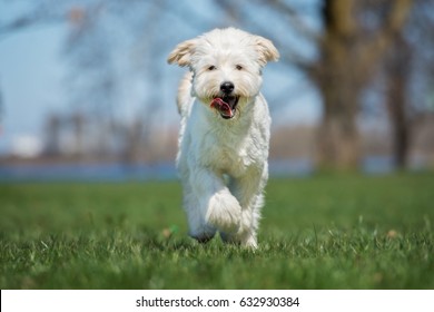 Adorable Labradoodle Dog Running Outdoors