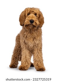 Adorable Labradoodle dog, standing up facing front. Looking towards camera. Isolated on a white background. - Shutterstock ID 2327725319
