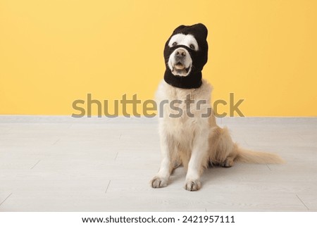 Adorable labrador dog in balaclava near yellow wall