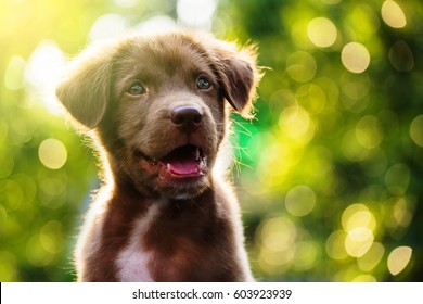 Adorable Labrador puppy dog portrait with light bokeh abstract background