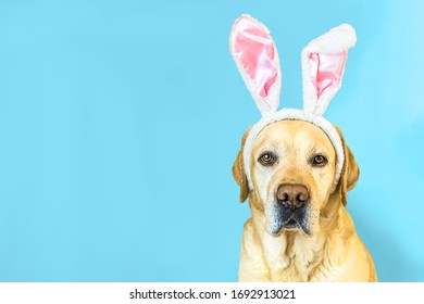 adorable labrador retriever with bunny ears on blue background