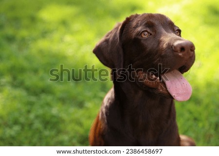 Adorable Labrador Retriever dog in park, closeup. Space for text