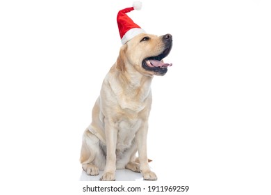 adorable labrador retriever dog sticking out tongue and wearing a christmas hat on white background