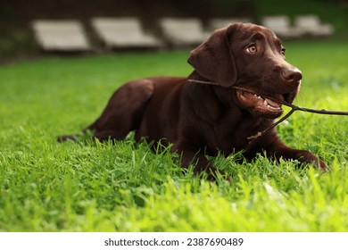 Adorable Labrador Retriever dog with tree branch lying on green grass in park, space for text - Powered by Shutterstock