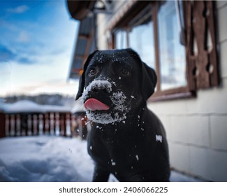 Adorable Labrador Retriever joyfully embraces winter, snowy face capturing the essence of playful companionship. Heartwarming canine charm for seasona