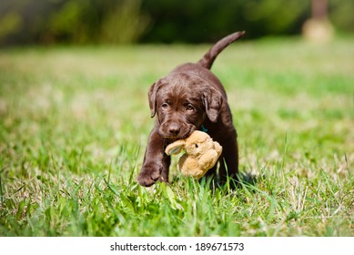 adorable labrador retriever puppy