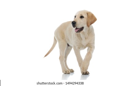 adorable labrador retriever puppy walking and panting on white background