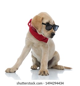 adorable labrador retriever puppy wearing sunglasses and red bandana looks to side while sitting on white background