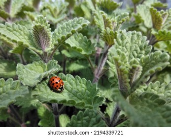 An Adorable Ladybug On Green Mint Leave