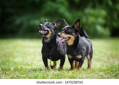 Adorable Lancashire Heeler Couple Posing In Summer