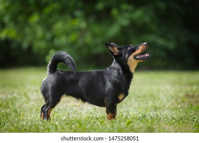 Adorable Lancashire Heeler Posing In Summer