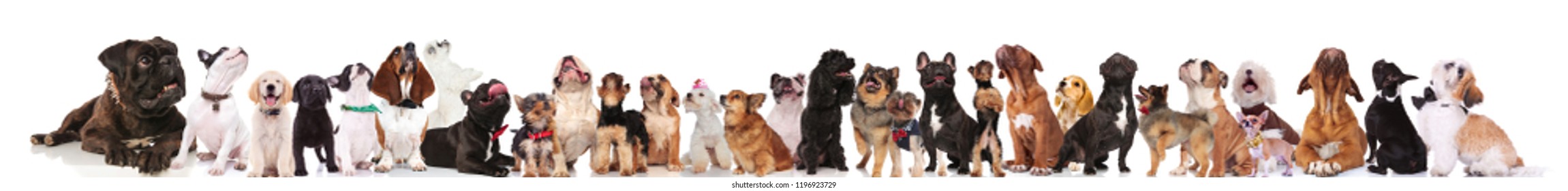 adorable large team of curious dogs standing and sitting on white background and looking up. They are wearing colorful collars and red bowties - Shutterstock ID 1196923729