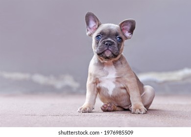 Adorable lilac fawn colored French Bulldog dog puppy with blue eyes in front of gray background
