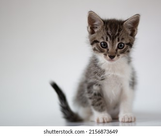 ADORABLE LINED KITTY BROWN AND WHITE - Shutterstock ID 2156873649
