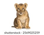 Adorable lion cub sitting and looking curious, isolated on white