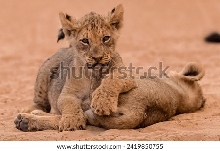 Adorable Lion Cubs Playing in the Wild
Young Lions in a Playful Moment - Wildlife Photography
Lion Cubs on Sandy Ground - Nature and Wildlife
Lion Siblings in Their Natural Habitat - Animal Conservati