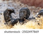 Adorable little baby gorilla. Juvenile western lowland gorilla. Detail of the face. Critically Endangered primate species.