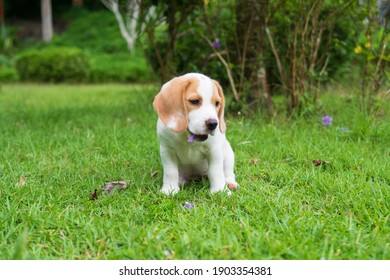 Adorable little Beagle puppy dog purebred pet sitting, playing, and eating flower on grass yard lawn - Shutterstock ID 1903354381
