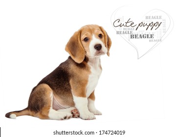 Adorable Little Beagle Puppy On White Background
