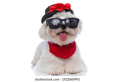 adorable little bichon dog laying down, sticking out tongue and wearing a hat, sunglasses and bandana
