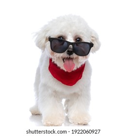 adorable little bichon dog panting and wearing a red bandana and sunglasses on white background