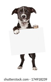 10,609 Dogs holding sign Images, Stock Photos & Vectors | Shutterstock