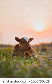Adorable little brown baby cow 