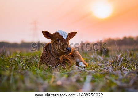 Adorable little brown baby cow 