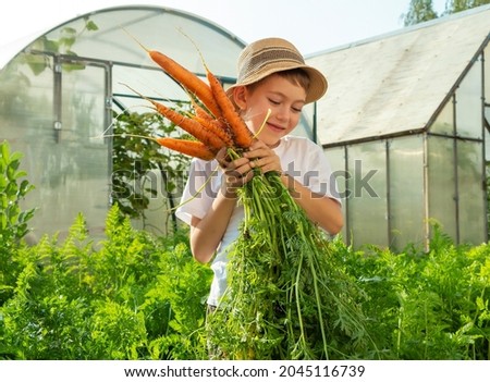 Adorable little child boy in straw hat with carrots in domestic garden. Kid gardening and harvesting. Consept of healthy organic vegetables for kids. Children's vegetarianism