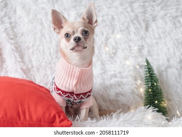 Adorable little Christmas dog chihuahua dog in sweater lies on a blanket - Powered by Shutterstock