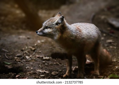 Tibetan Fox Images Stock Photos Vectors Shutterstock