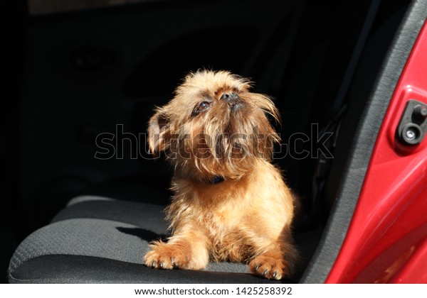 Adorable little dog in\
car. Exciting travel