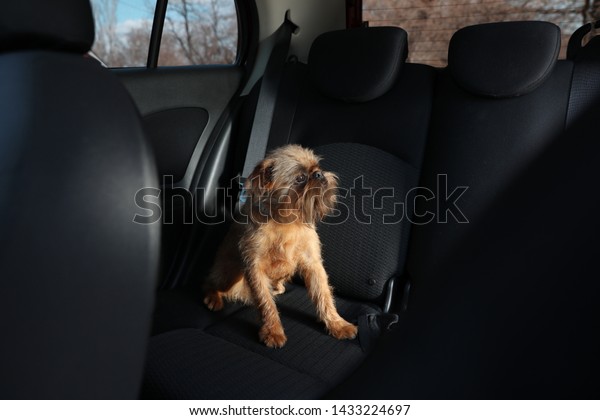 Adorable little dog in\
car. Exciting travel