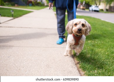 Adorable little dog excited to be on a walk with her owner, an older woman wearing blue slippers.