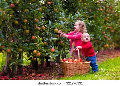 Adorable Little Girl And Baby Boy Picking Fresh Ripe Apples In Fruit Orchard. Children Pick Fruits From Apple Tree In A Basket. Family Fun During Harvest Time On A Farm. Kids Playing In Autumn Garden