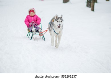 Husky Dog Snow の画像 写真素材 ベクター画像 Shutterstock