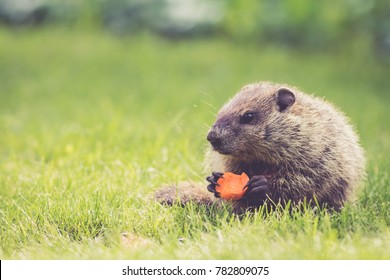 Adorable little Groundhog (Marmota Monax) holds a half-eaten carrot sitting in the green grass on a spring morning