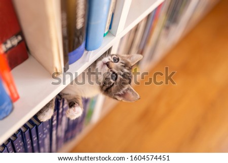 Adorable little kitten playing around book shelves in the living room, climbing, hiding and peeking