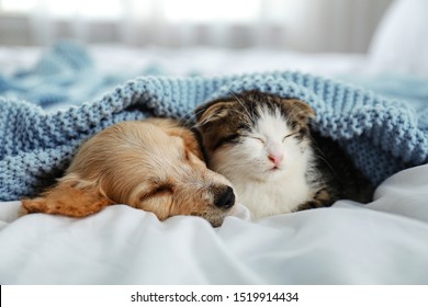 Adorable Little Kitten And Puppy Sleeping On Bed Indoors