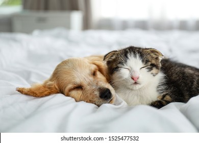 Adorable Little Kitten And Puppy Sleeping On Bed Indoors