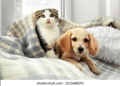 Adorable Little Kitten And Puppy Under Plaid Indoors