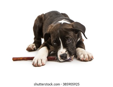 why do puppies eat sticks