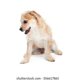 Adorable Little Mixed Terrier Breed Puppy Dog Looking Down. Place Your Product On The Ground To Have Him Look At It. 