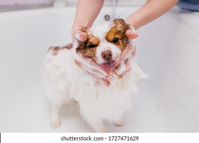 Adorable Little Pet Dog Take Shower In Bath Before Grooming, Hair Cutting By Professional Groomer In Salon. Health Care Of Animals Concept